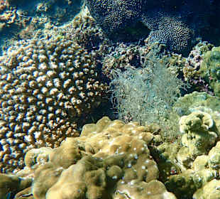 Unterwasserwelt Musandam