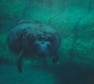 Manatee