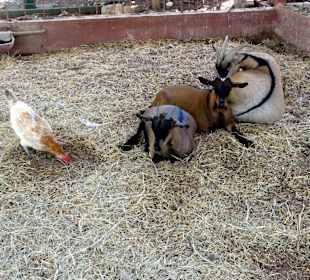 Rundgang über das Gelände der Rancho Alegre