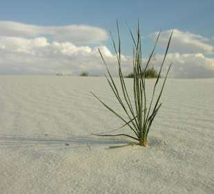 White Sands