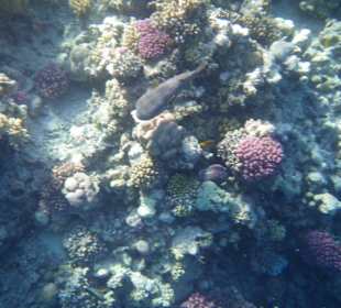 Zauberhafte Korallenriffe und Fische