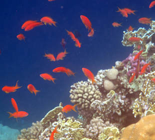 Schnorcheln Makadi Bay