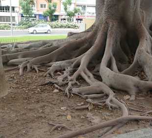 WUNDERBAUM