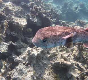 Tierwelt unter Wasser