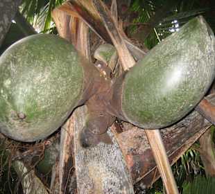 Die Coco-de-Mer-Palme