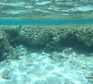 Korallen vom Hausriff