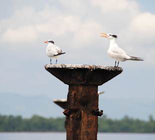 Zwei Möwen in der Bucht von Samana