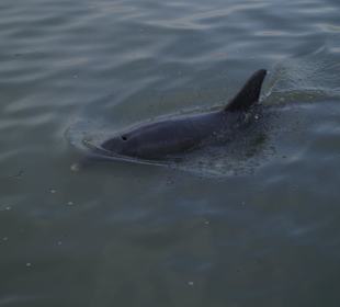 Der 1. Delfin