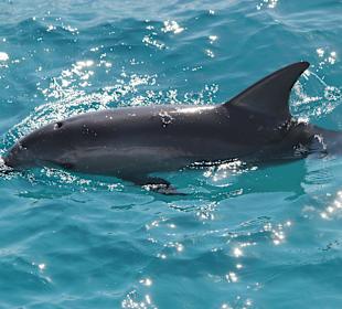 Bei der Delphintour