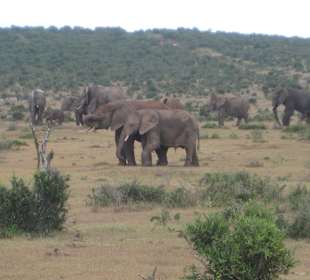 Große und kleine Elefanten