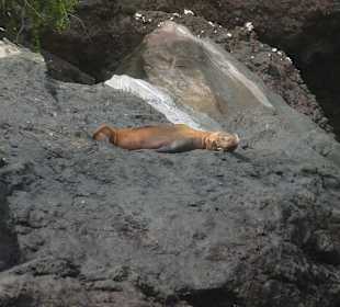 Seelöwen dösen auf den Felsen