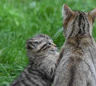Europäische Wildkatze mit Nachwuchs