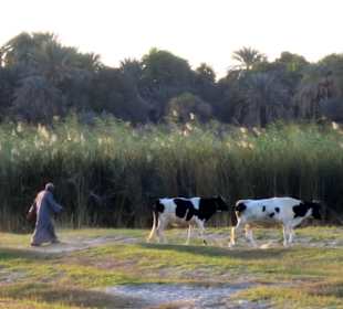 Luxor Assuan auf einer Dahabya: 