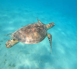 El Qulaan Lagoon
