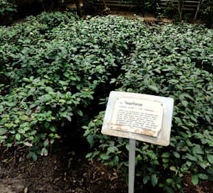 Teesträucher im Tropengewächshaus