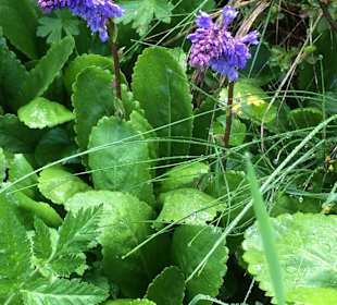 Die Wulfenia - hier oder im Himalaya