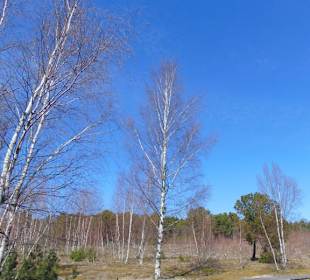 Dünenlandschaft auf der Kurischen Nehrung b. Nida