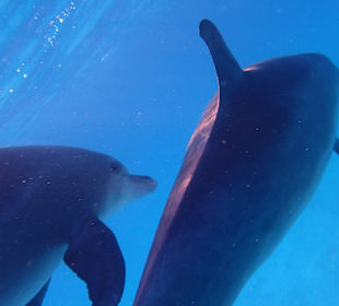 Einmalie Erlebnisse mit Mo´s Delfinen