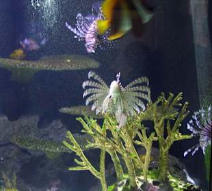 Aquarium Berlin