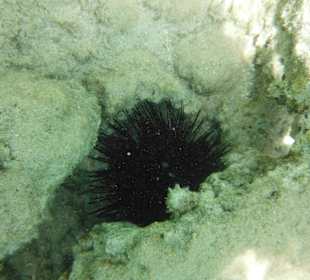 Hausriff, rechts von der Marina