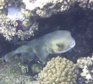 Schnorcheln Marsa Alam