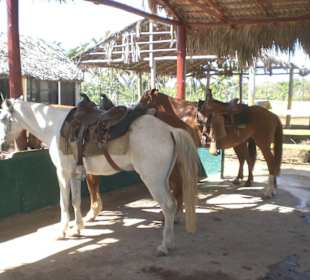 Quad Tour, Bavaro Runners
