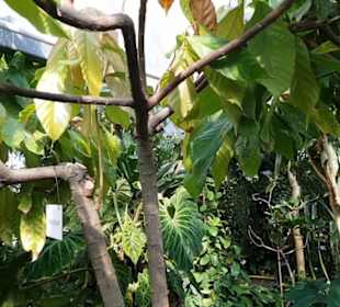 Botanischer Garten 