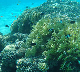 Schnorcheln Sahl Hasheesh