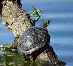 Schildkröten am Ufer des Sodenmattsees