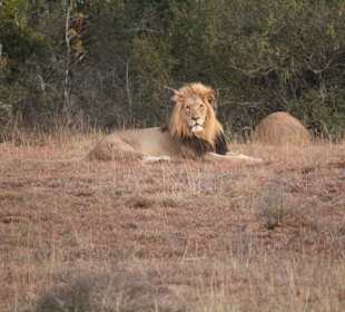 Geführte Touren Schotia Safaris