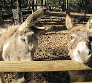 Walderlebniswelt Klopeiner See