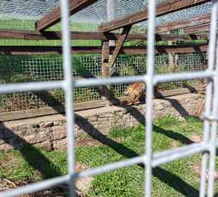 Wildpark Osterzgebirge