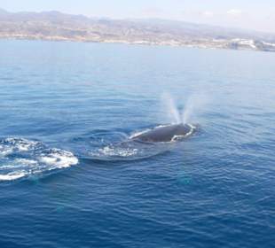 Excursion zu Wale und Delfine