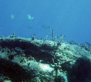 Keine großen Fische aber immerhin...