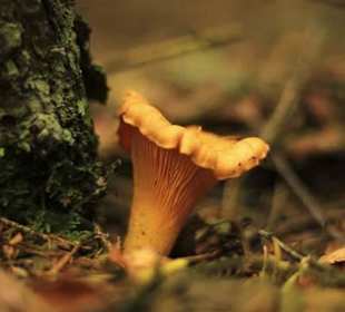 Pfifferlinge- Rehgoiß- Schmankerl im Wald finden