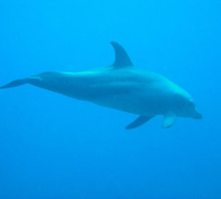 Delphin