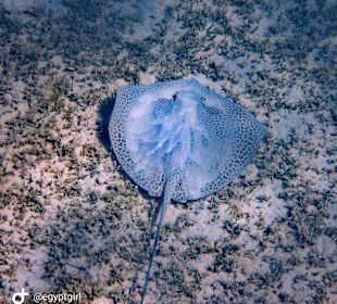 Schnorcheln Hurghada