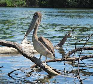 Parque National "Laguna de la Restinga"