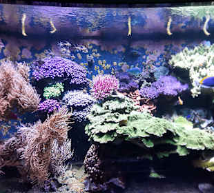 Aquazoo Löbbecke Museum Düsseldorf