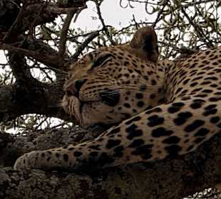 Leopard - Serengeti