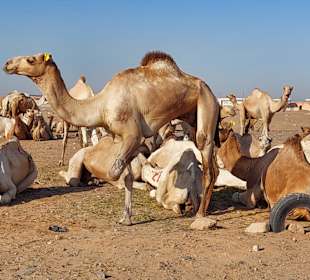 Kamelmarkt El Shalateen