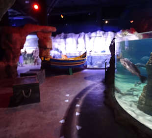 Im Aquarium unterwegs