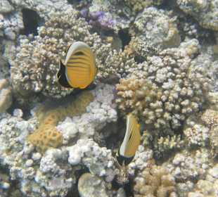 Рыбы Макади