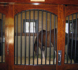 Pferdebox eines der vielen Pferde Budweiser´s