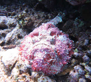 Shaab Marsa Alam