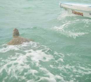 Riesenschildkröten Ausflug Sian Ka`an