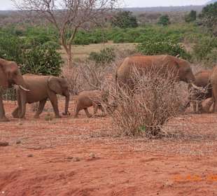 Die roten Elefanten von Tsavo