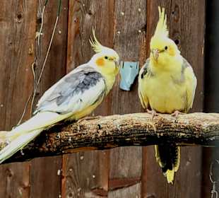 Vogelpärchen