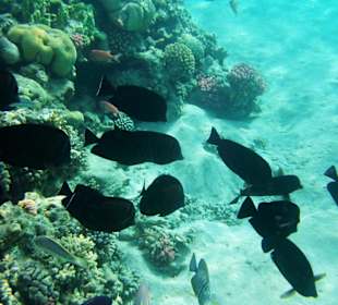 Korallenriff beim Strand
