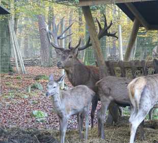 Hirschbulle mit seinem Harem